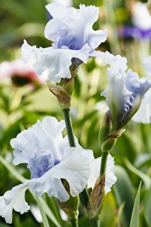 Images Dated 30th May 2012: USA, Oregon, Keizer, Schreiners Iris Garden, cultivated iris