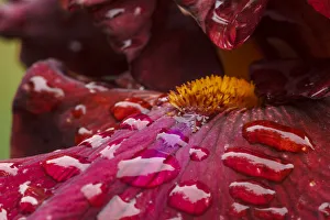 Images Dated 16th May 2016: USA, Oregon, Keizer Schreiners Iris Garden, water droplets on hybrid iris