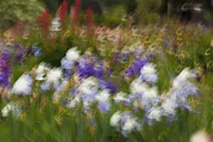 Northwest Prints: USA, Oregon, Keizer Schreiners Iris Garden, abstract of iris and garden