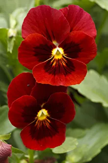 Northwest Prints: USA, Oregon, Keizer Schreiners Iris Garden, pansy