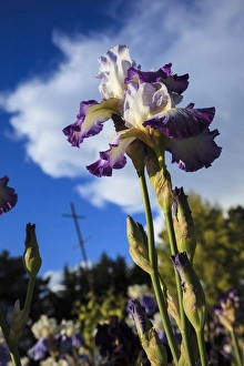 Images Dated 25th May 2012: USA, Oregon, Keizer, Schreiners Iris Gardens, Irises