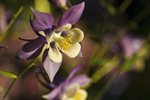 Rick A Brown Prints: USA, Oregon, Keizer, Schreiners Iris Gardens, Columbine