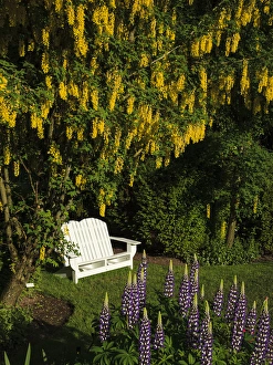 Images Dated 26th May 2012: USA, Oregon, Keizer, Schreiners Iris Gardens, bench in the garden