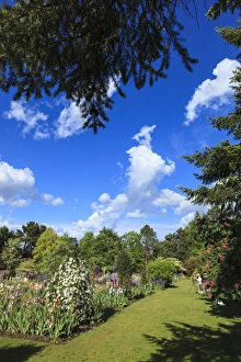 Images Dated 25th May 2012: USA, Oregon, Keizer, Schreiners Iris Gardens, artist working in the garden