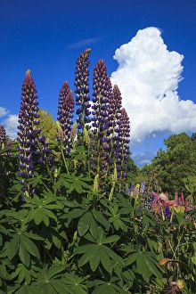 USA, Oregon, Keizer, Schreiners Iris Gardens, lupine and developing storm cloud