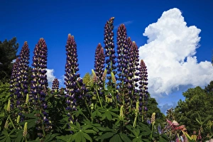 Images Dated 25th May 2012: USA, Oregon, Keizer, Schreiners Iris Gardens, lupine and developing storm cloud