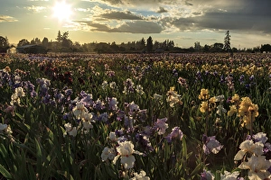 Images Dated 25th May 2012: USA, Oregon, Keizer, Schreiners Iris Gardens, Iris Production Field in storm