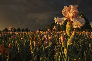 Images Dated 25th May 2012: USA, Oregon, Keizer, Schreiners Iris Gardens, Iris Production Field in storm