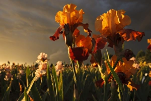 Images Dated 25th May 2012: USA, Oregon, Keizer, Schreiners Iris Gardens, Iris Production Field in storm