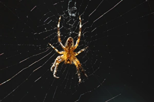 Rick A Brown Prints: USA, Oregon, Keizer, Spider on its web, (Araneus sp. )