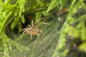 Spider Prints: USA, Oregon, Keizer, unknown funnel web spider