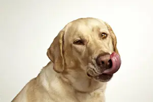 Images Dated 18th April 2010: USA, Oregon, Keizer, Yellow Labrador Retriever (Canis lupis familiaris)