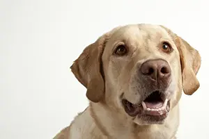 Companion Prints: USA, Oregon, Keizer. Yellow Labrador Retriever (Canis lupis familiaris)