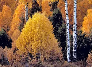 USA, Oregon, Klamath Co. Brilliant fall color competes with firs trees in southern Oregon