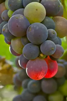 Images Dated 28th August 2007: USA, Oregon, Lafayette. Pinot Noir in Bayless Vineyard