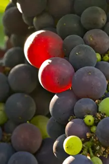 Cluster Prints: USA, Oregon, Lafayette. Pinot Noir in Bayless Vineyard