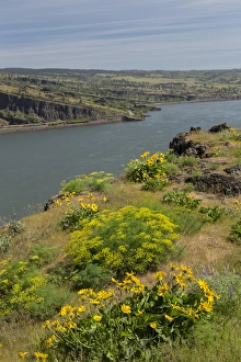 Images Dated 17th April 2016: USA, Oregon. Landscape with Columbia River