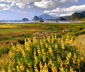 Images Dated 22nd October 2015: USA, Oregon. Landscape of yellow lupine and ocean beach