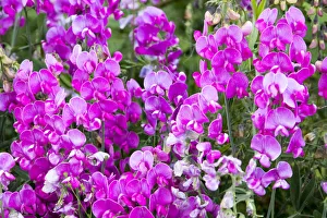Images Dated 23rd June 2016: USA, Oregon, Lane County, Fall Creek. Oregon Wildflowers