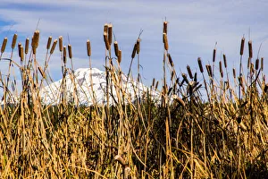 Landscape-Scenic Prints: USA, Oregon. Lava Lake, cattails in foreground, Broken Top Mountain in background