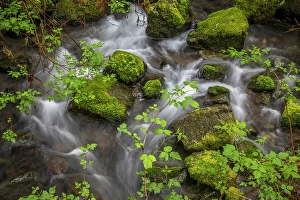 Bush Prints: USA, Oregon, Loeb State Park. Salmon berry bush branches over stream