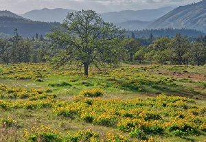 Lone Tree Prints: USA, Oregon. Lone tree in a field of Arrowleaf Balsamroot with mountains in the distance