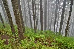 Cape Lookout State Park Prints: USA, Oregon. Lookout State Park with fog amongst Sitka spruce forest