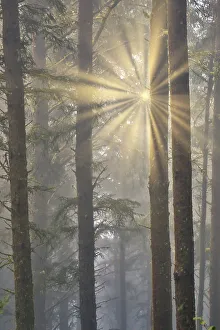 Sunray Prints: USA, Oregon. Lookout State Park with fog and sun breaking through amongst Sitka spruce forest