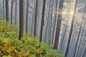 Images Dated 9th September 2021: USA, Oregon. Lookout State Park with fog and sun breaking through amongst Sitka spruce forest