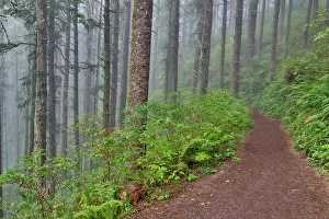 Cape Lookout State Park Prints: USA, Oregon. Lookout State Park trail with fog amongst Sitka spruce forest