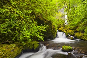 Gary Luhm Prints: USA, Oregon. Lovely Elowah Falls on McCord Creek in the spring