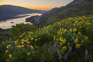 Images Dated 30th April 2014: USA, Oregon. Lupine and arrowleaf balsamroot wildflowers at Rowena Plateau