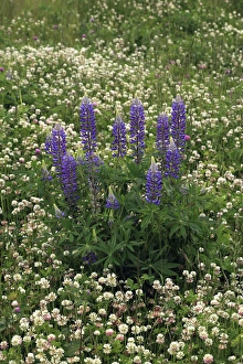USA, Oregon. Lupine and clover in field. Credit as: Steve Terrill / Jaynes Gallery / DanitaDelimont