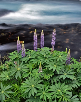 Metolius River Prints: USA, Oregon. Lupine next to Metolius River