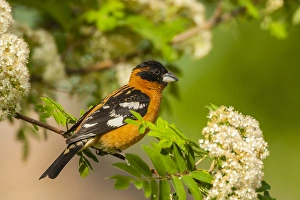 USA, Oregon, Malheur National Wildlife Refuge. Black-headed grosbeak on limb. Credit as
