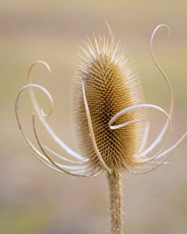 USA, Oregon, Malheur National Wildlife Refuge. Close-up of dried teasel plant. Credit as