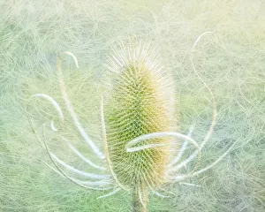 Aqua Prints: USA, Oregon, Malheur National Wildlife Refuge. Abstract of teasel plant. Credit as