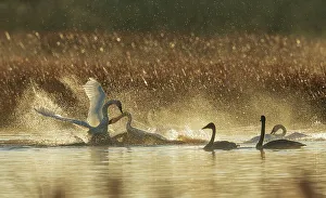 Swan Prints: USA, Oregon, Malheur National Wildlife Refuge, trumpeter swans, territory dispute