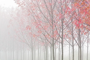 Foggy Prints: USA, Oregon. Maple trees in autumn fog