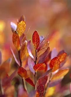 Cascades Range Prints: USA, Oregon, McKenzie Pass. Huckleberry leaves turn various shades of red in