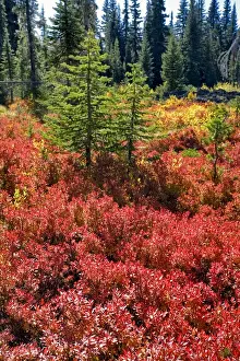 Images Dated 11th October 2006: USA, Oregon, McKenzie Pass. Huckleberry plants turn a vibrant red in the fall