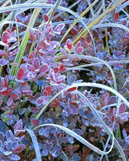 Cascades Range Prints: USA, Oregon, McKenzie Pass. White-blue frost furs the edges of autumn huckleberries