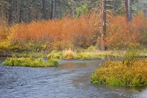 Royalty Free Prints: USA, Oregon, Metolius River. Fall colors line bank of popular trout stream