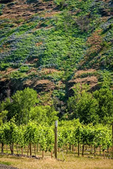 Milton Freewater Prints: USA, Oregon, Milton-Freewater. Resurgent Vineyard is part of the expanding Rocks district in the Walla Walla AVA