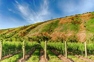 Milton Freewater Prints: USA, Oregon, Milton-Freewater. Resurgent Vineyard is part of the expanding Rocks district in the Walla Walla AVA