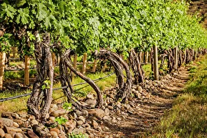 Milton Freewater Prints: USA, Oregon, Milton-Freewater. Signature river rocks dot the Resurgent Vineyard in the Walla Walla AVA