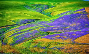 Milton Freewater Prints: USA, Oregon, Milton-Freewater. A workhorse cover crop