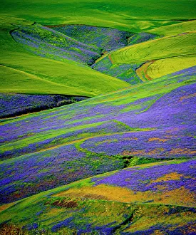 Milton Freewater Prints: USA, Oregon, Milton-Freewater. A workhorse cover crop