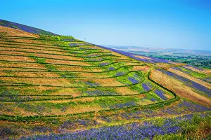 Milton Freewater Prints: USA, Oregon, Milton-Freewater. A workhorse cover crop