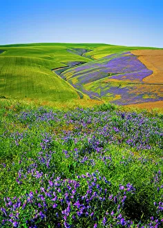 Milton Freewater Prints: USA, Oregon, Milton-Freewater. A workhorse cover crop